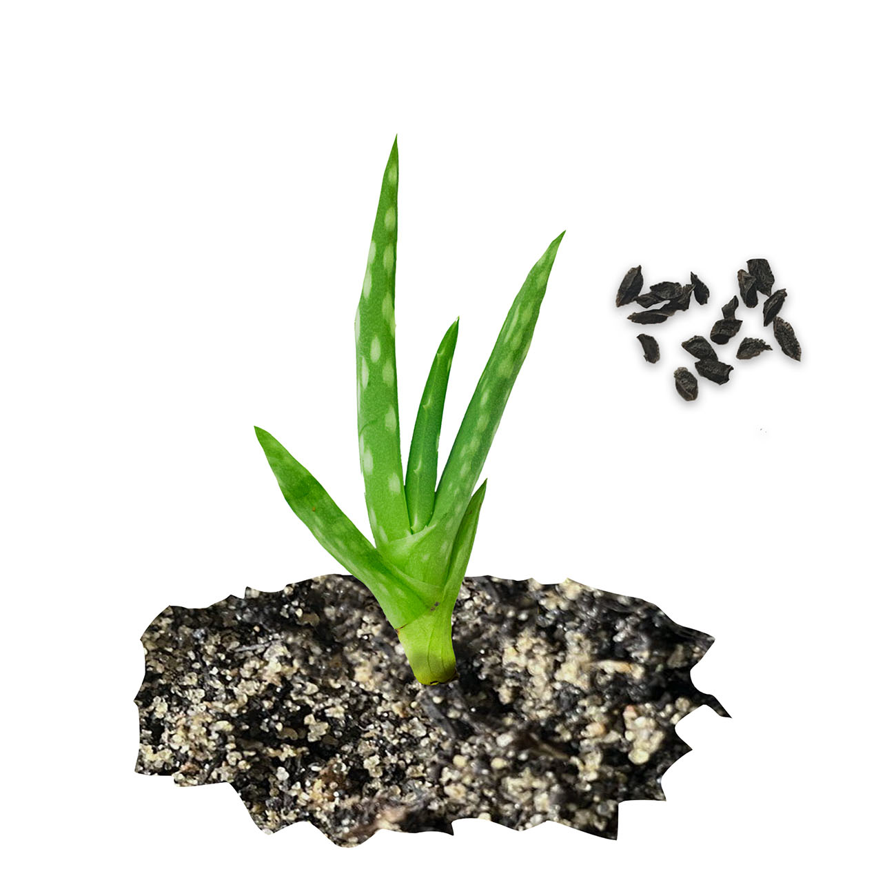 edel naturwaren aloe vera gel Aloe Vera GEL - 99% Organic main image 1