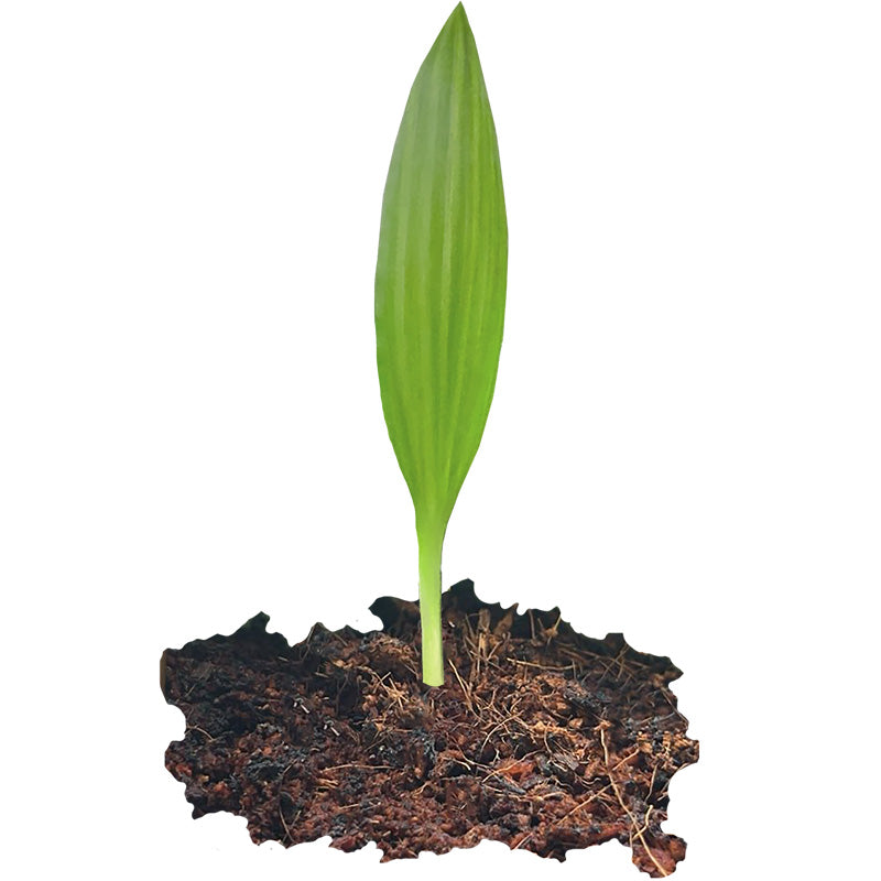 Chinesische Hanfpalme (Trachycarpus fortunei) aus Samen ziehen  Pflanzpaket