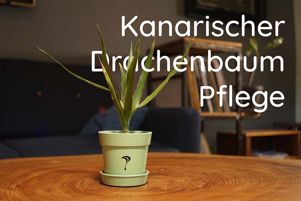 Pflege des kanarischen Drachenbaumes: Standort, Gieen und mehr.   Pflanzpaket