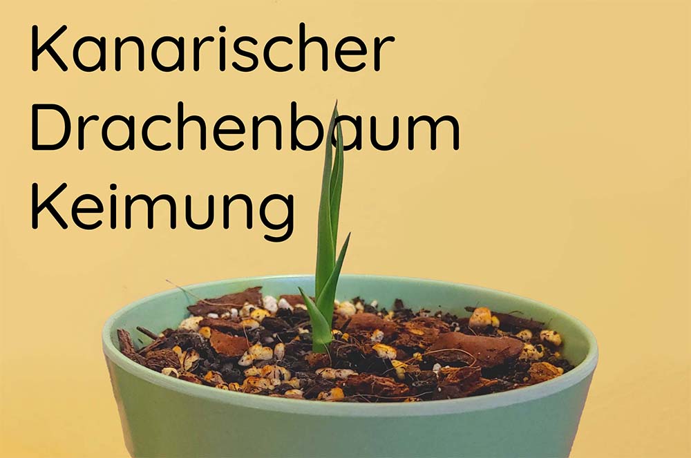 Kanarischer Drachenbaum erfolgreich gekeimt  Pflanzpaket