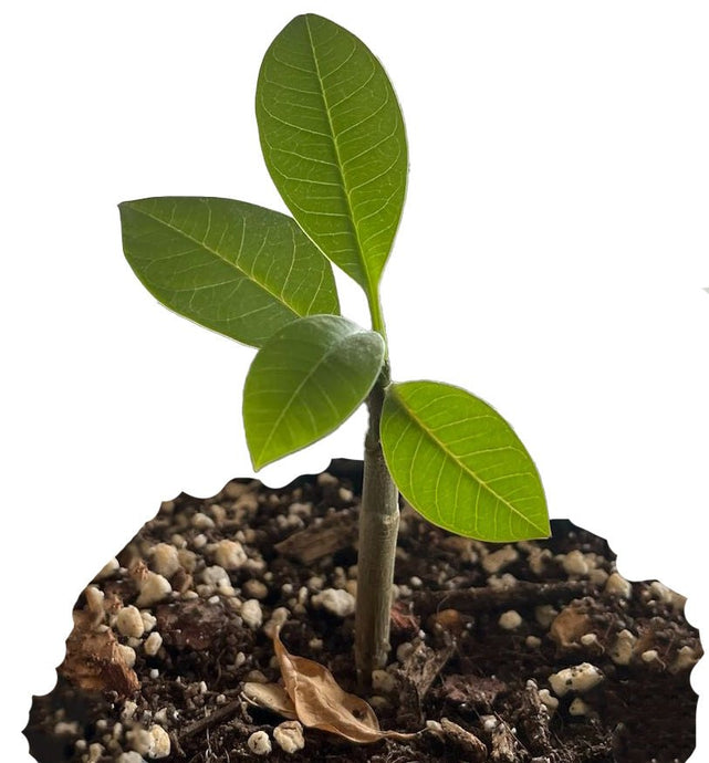 Frangipani (Plumeria) aus Samen ziehen
