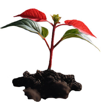 zimmerpflanzen stamm Pachira Aquatica Geflochtener Stamm Glücks Zimmerpflanze 70cm
