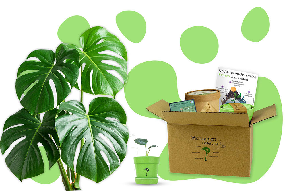 Anzuchtset (Monstera)