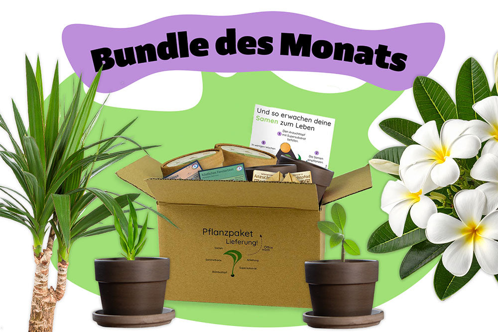 Bundle des Monats - Juni