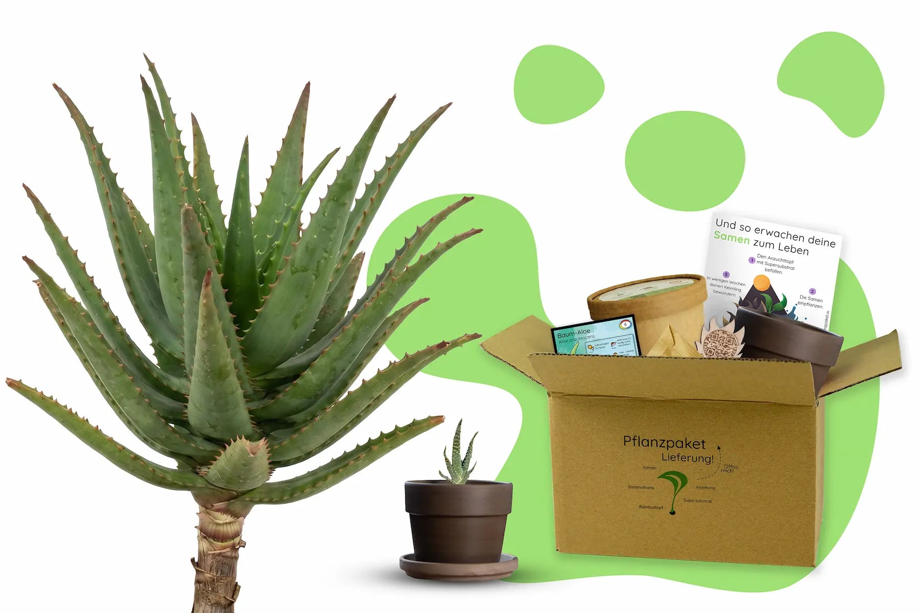 aloe vera anzucht Anzuchtset (Baum-Aloe)