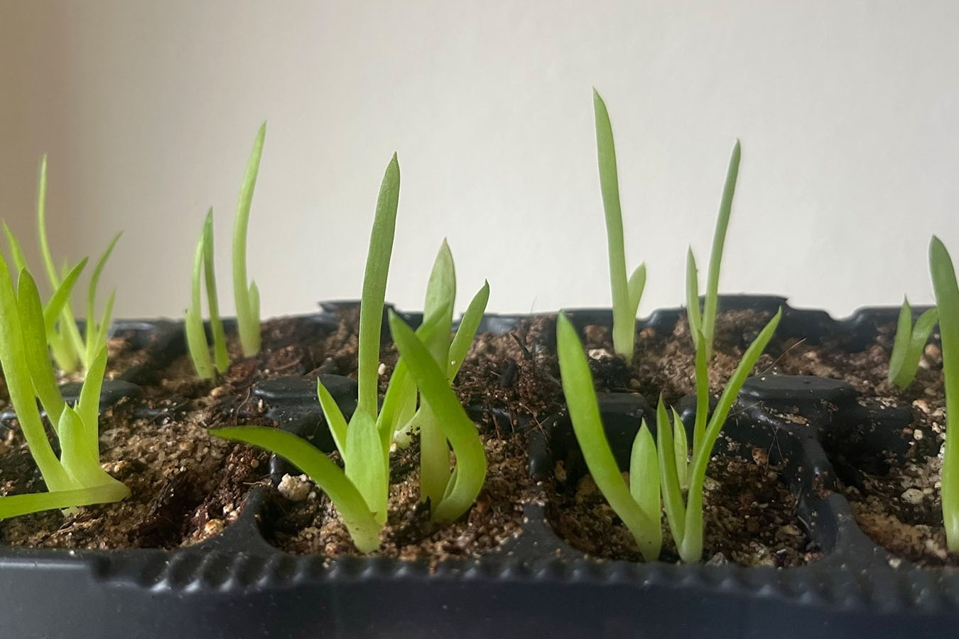 Aloe Samen