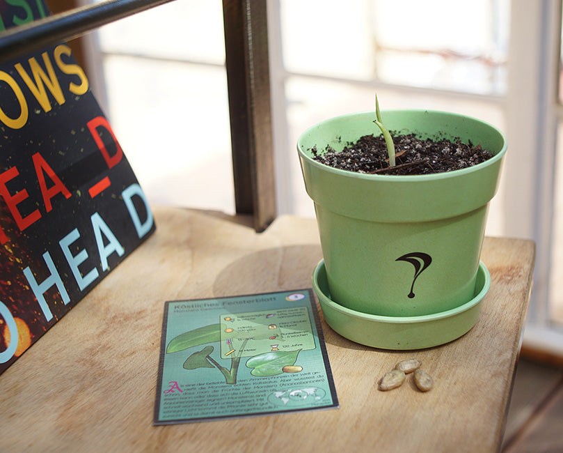Monstera Samen mit Baby Monstera