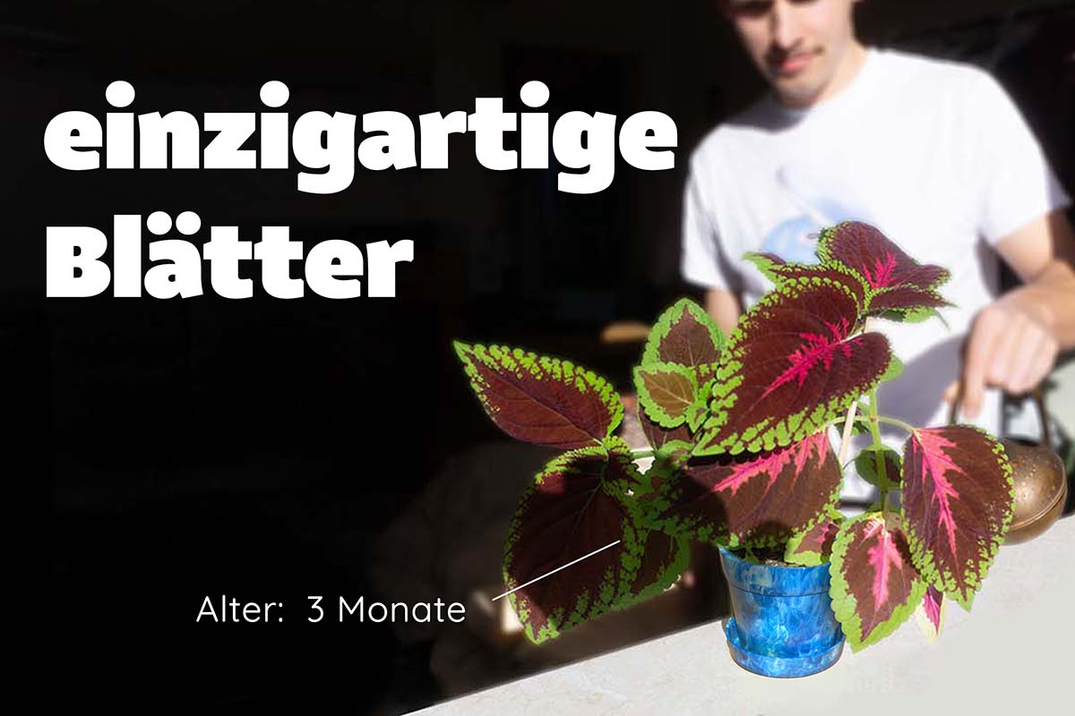 Buntnessel Blätter