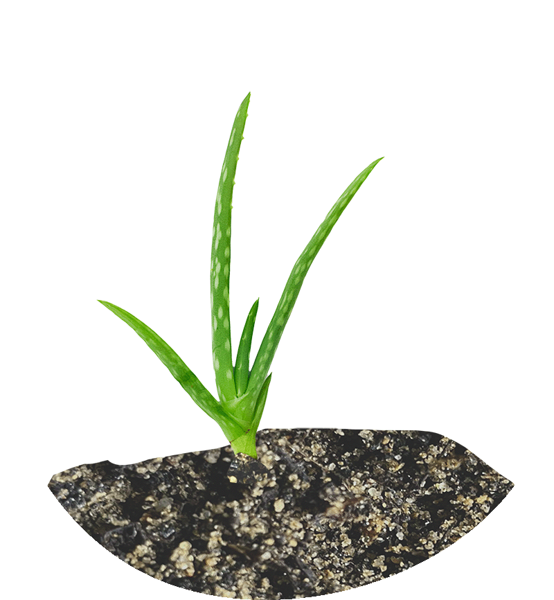 Aloe_Vera_Keimling2_2c95f7c9-2452-4739-ac30-08a22e6cf96f.png