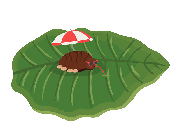 drachenbaum schildläuse