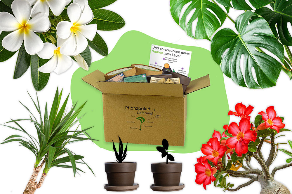 Anzuchtset Bundle (Duo)