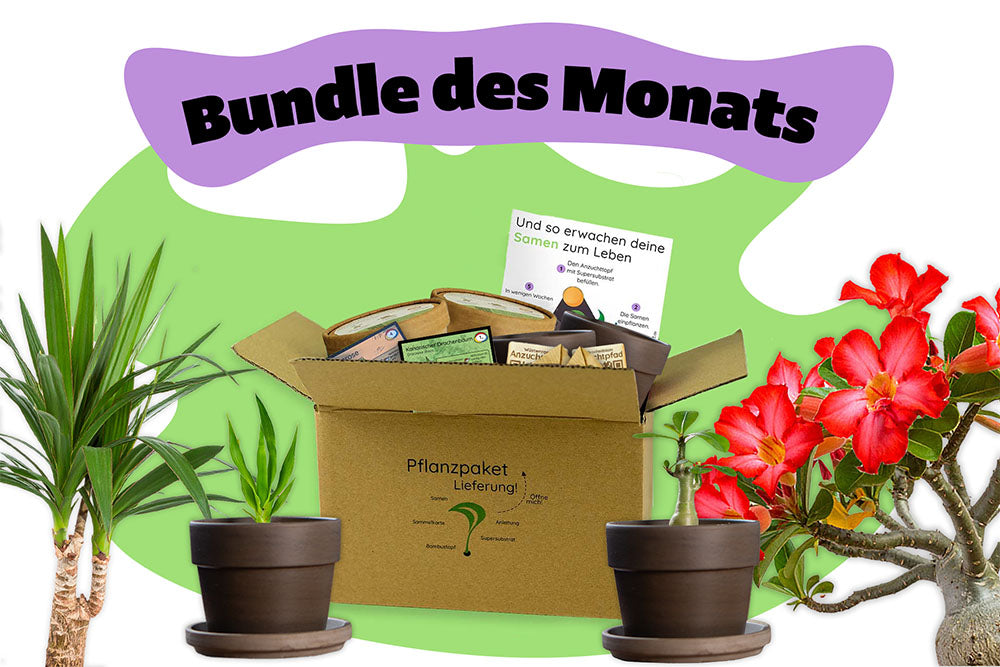 Bundle des Monats - Juli