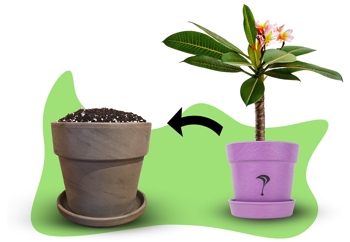 Frangipani Substrat Umtopfset