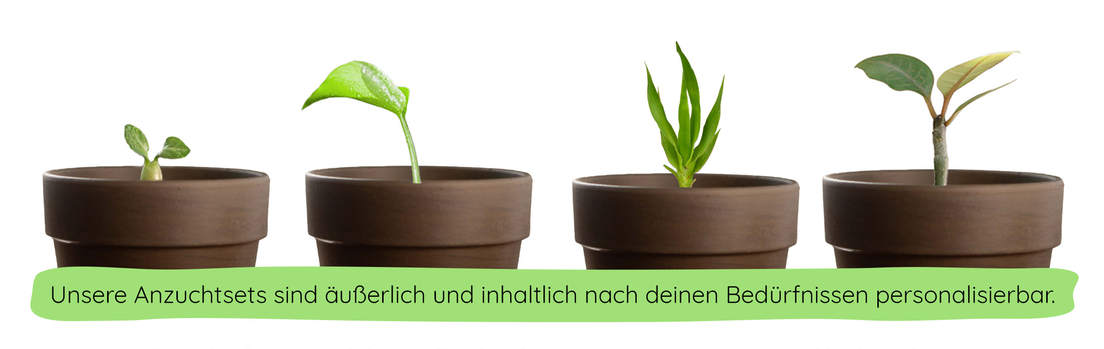 Keimlinge_Reihe_239e7c78-3e46-4eae-b9e2-a0a7459318ad.jpg