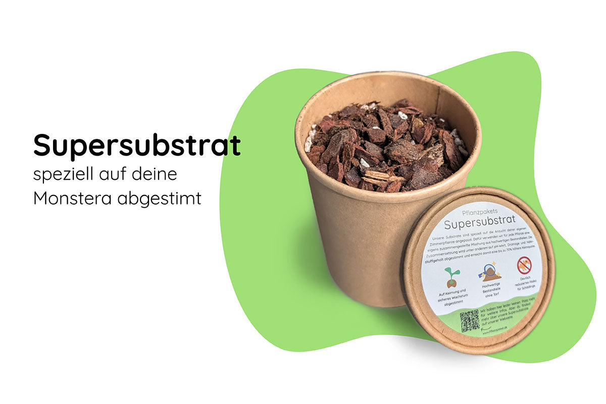 Anzuchtset (Monstera)