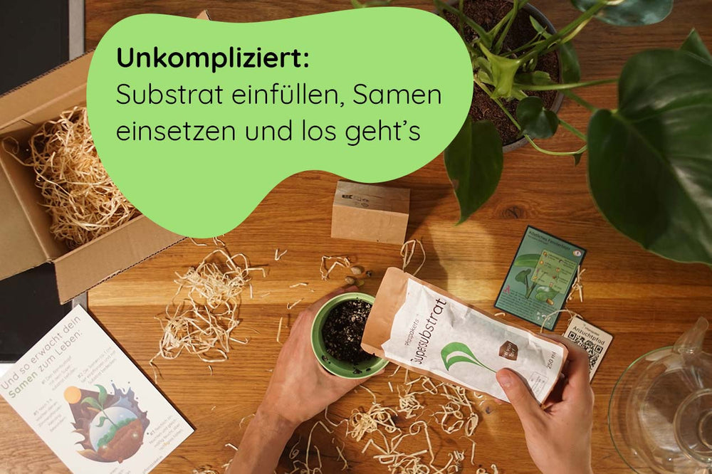 Anzuchtset (Monstera)