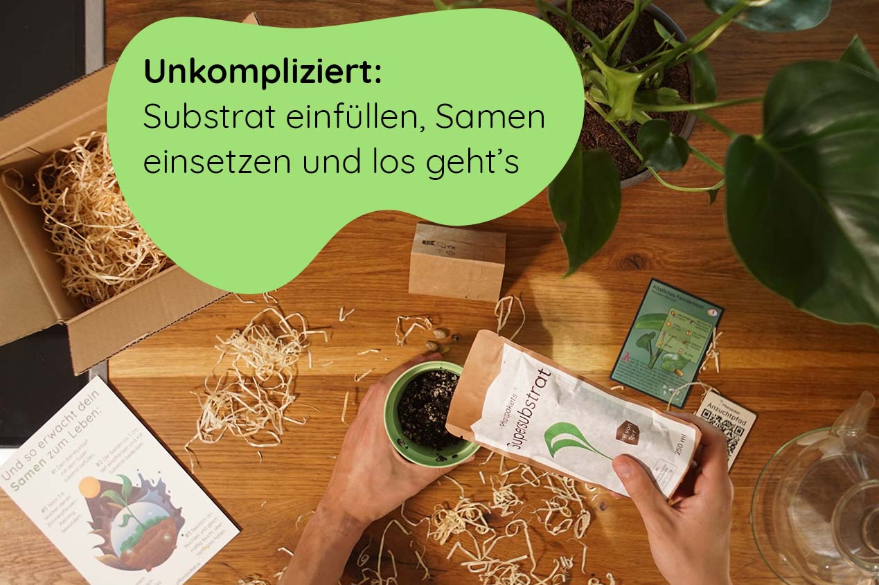 Anzuchtset (Monstera)