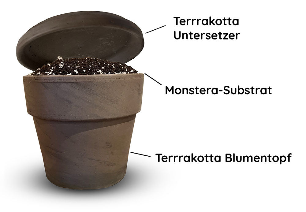 Monstera Substrat (Umtopfset)