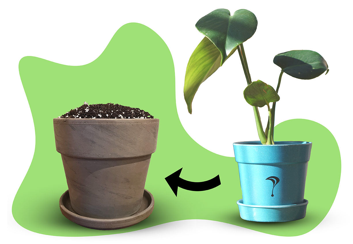 Monstera Substrat (Umtopfset)