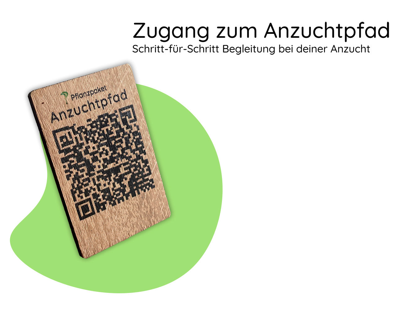 Frangipani Anzucht Anleitung