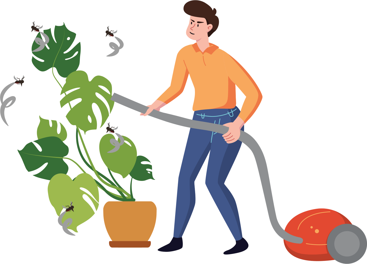 frangipani Trauermücken Schädlinge