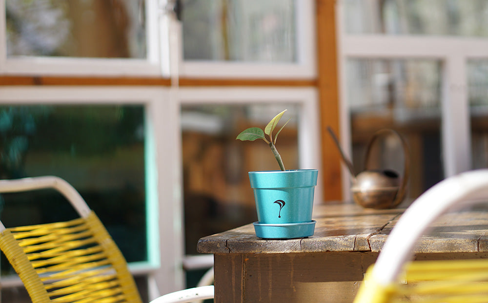 Frangipani Pflege Banner