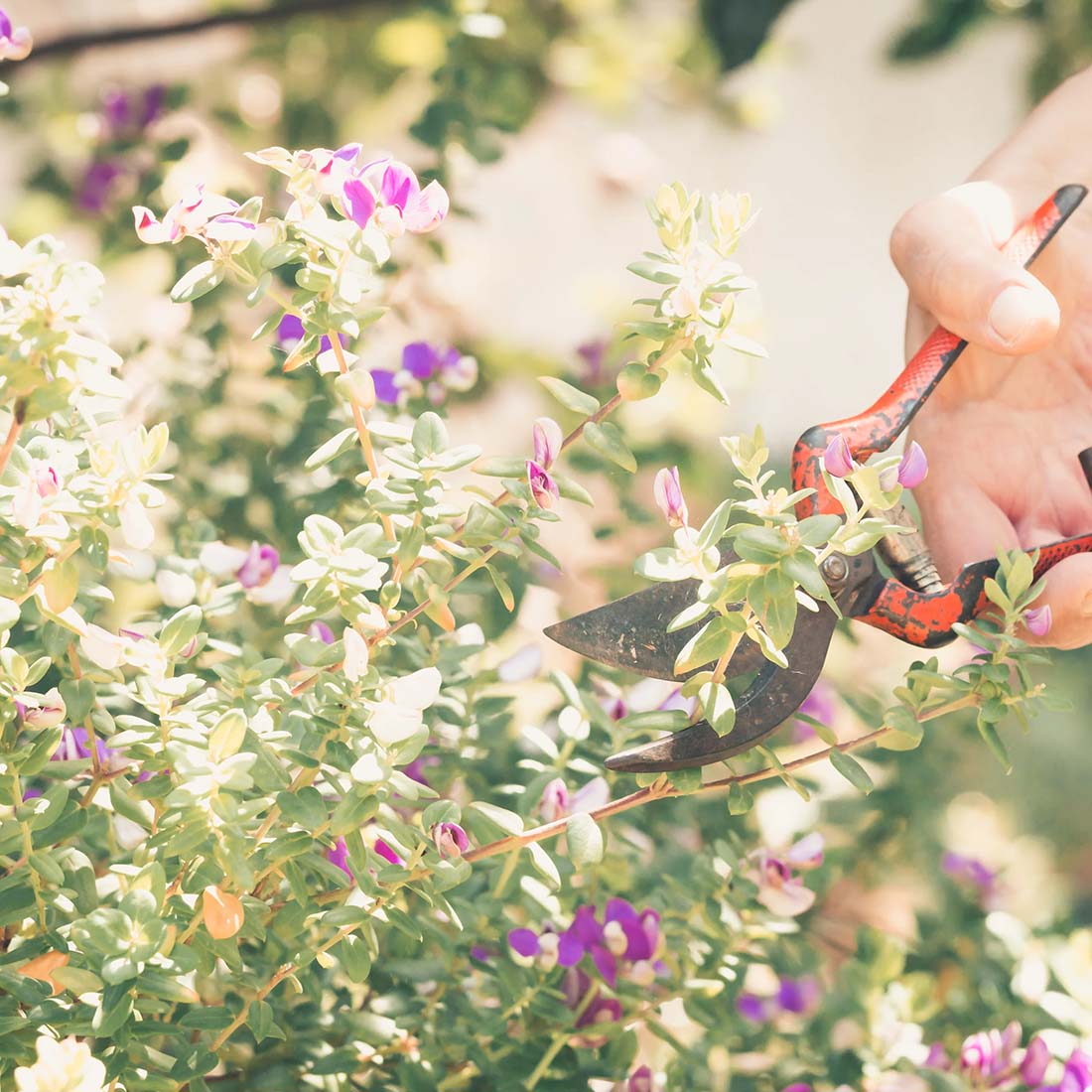 hand-grips-a-gardening-tool-to-cut-back-a-plant_b9e154c5-a109-4602-af06-df1c1aaec458.jpg