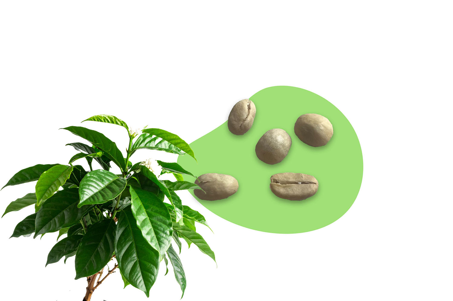 Frische Kaffee Samen kaufen – Pflanzpaket