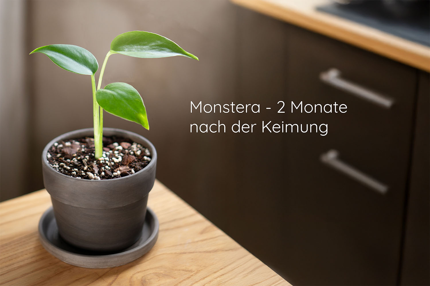 Bundle des Monats - Mai