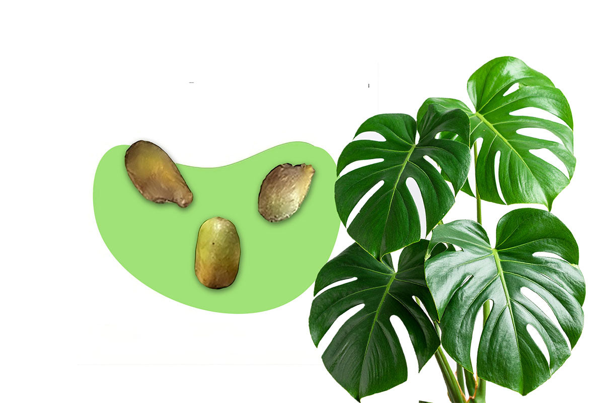 Monstera Samen kaufen