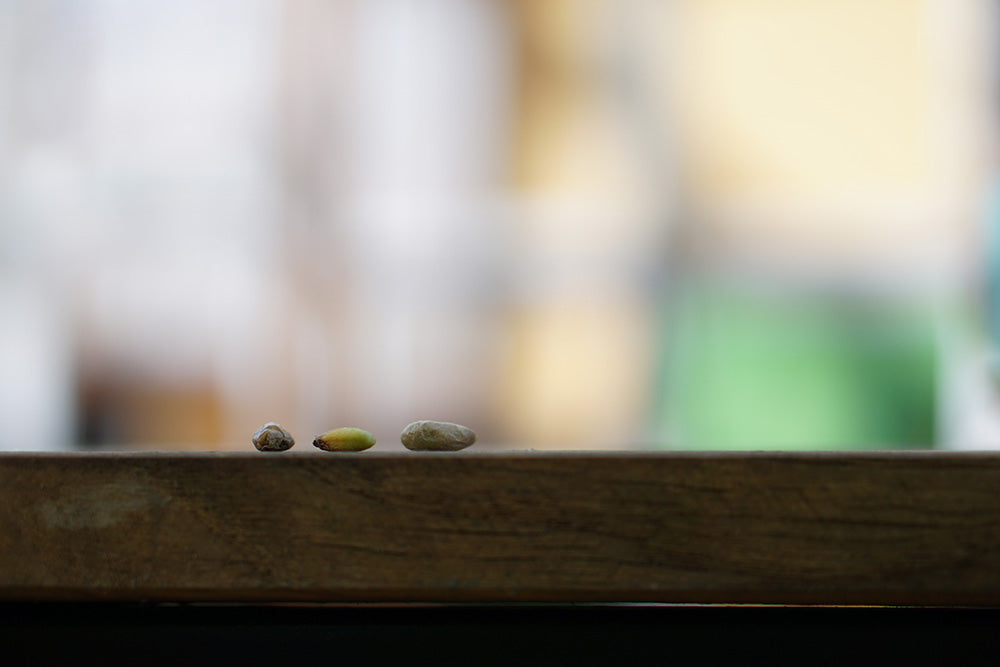 Monstera Samen kaufen