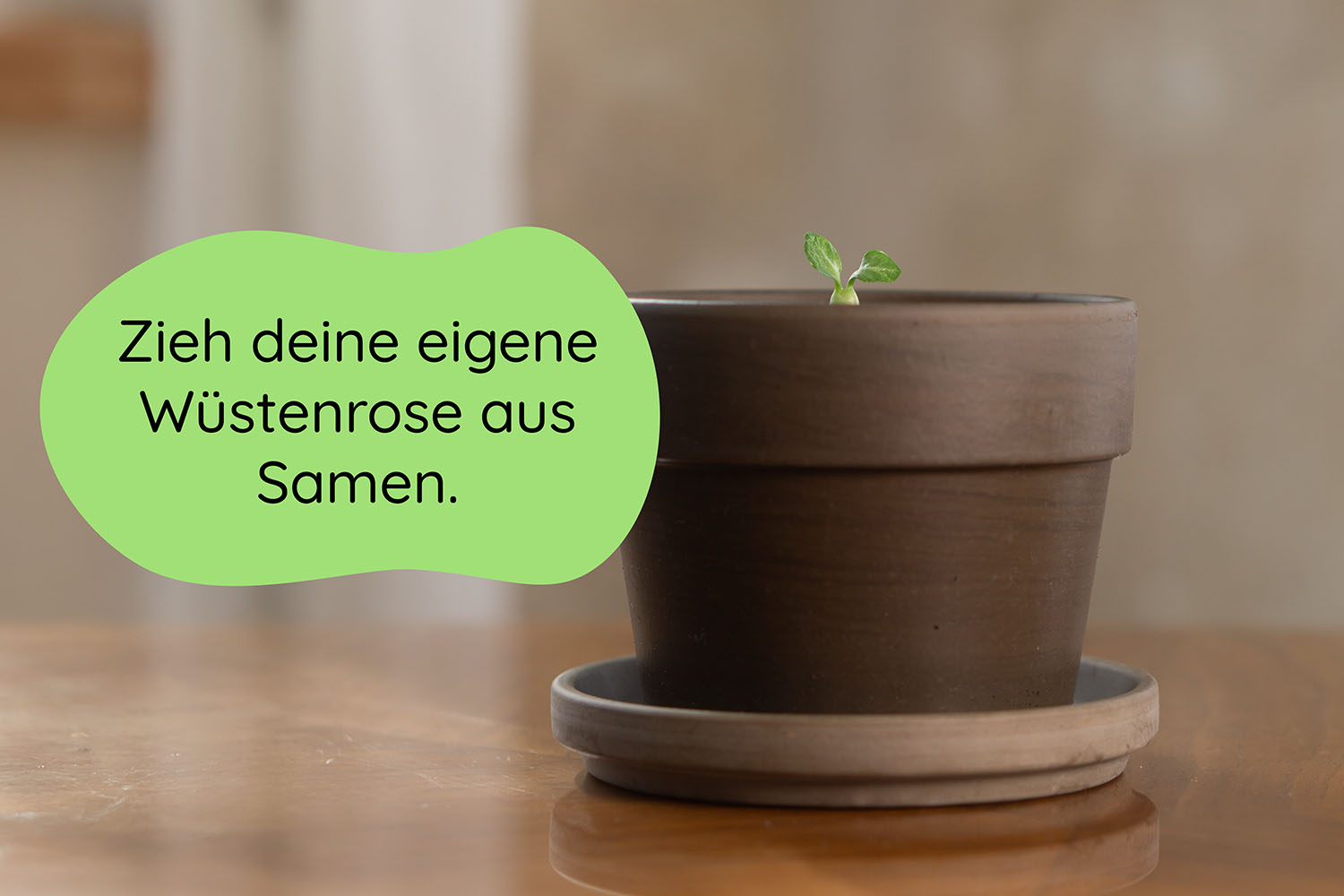 Anzuchtset (Wüstenrose)