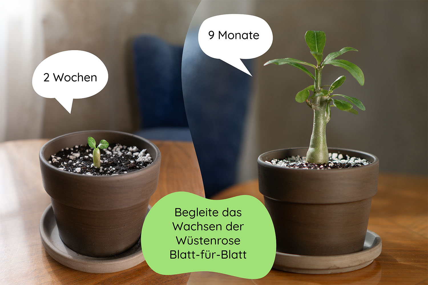Bundle des Monats - Mai