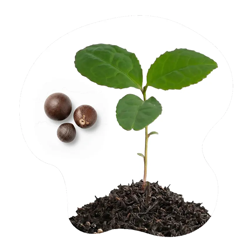 Tee (Camellia sinensis) aus Samen ziehen