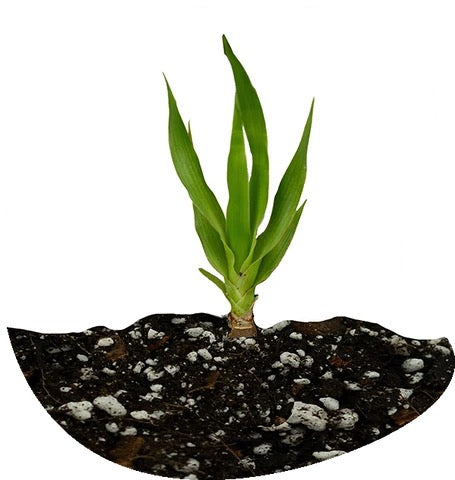Drachenbäume (Dracaena Draco) aus Samen ziehen
