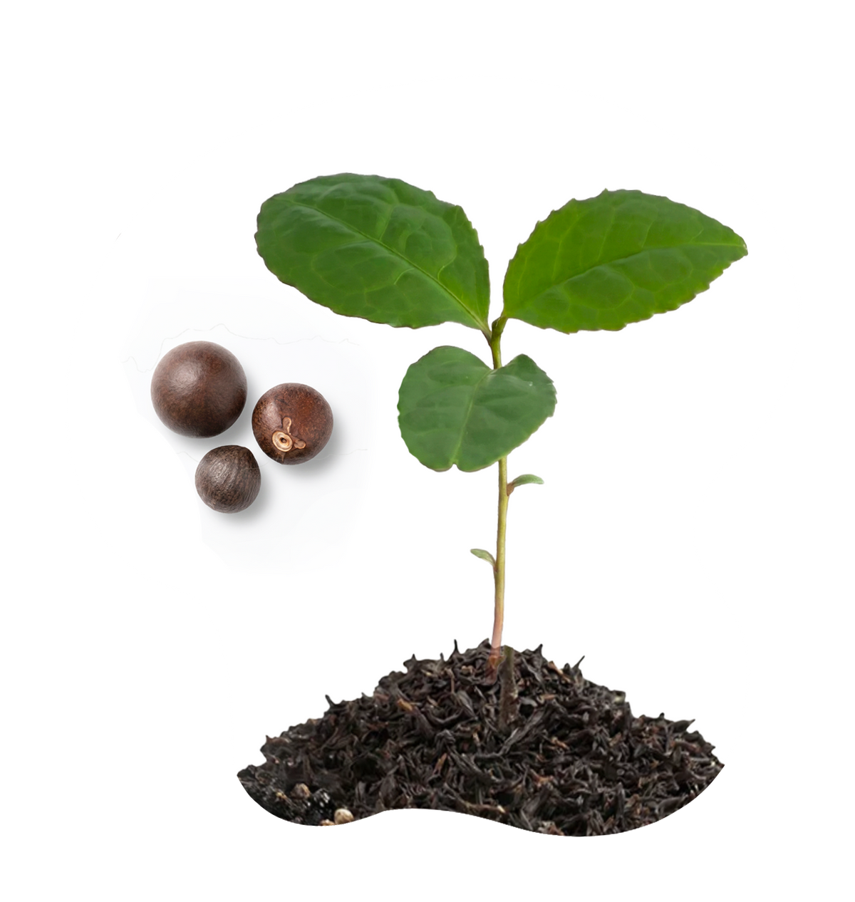 Tee (Camellia sinensis) aus Samen ziehen