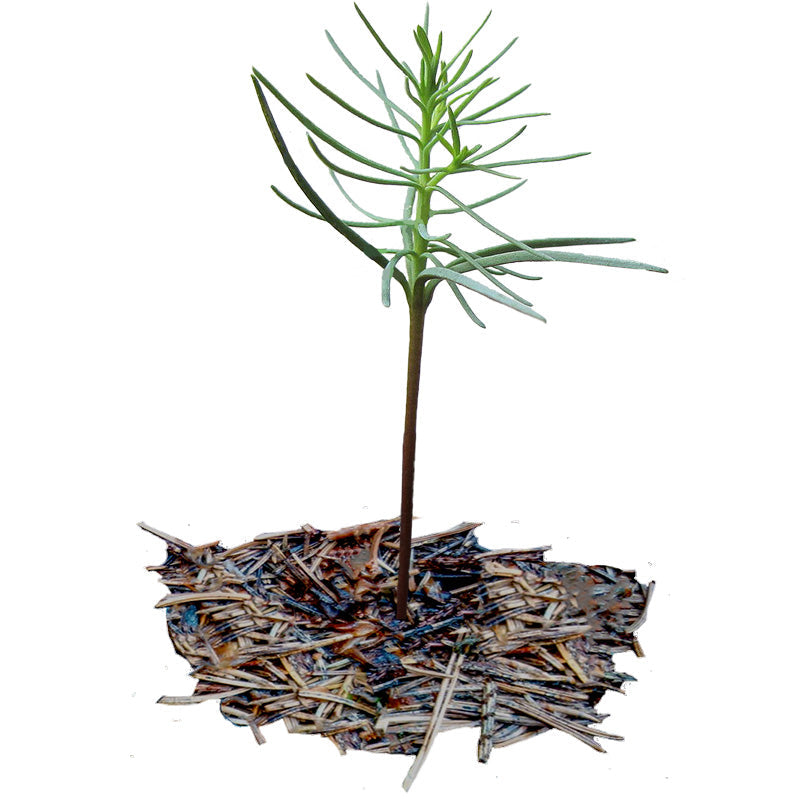 Riesenmammutbaum (Sequoia) aus Samen ziehen