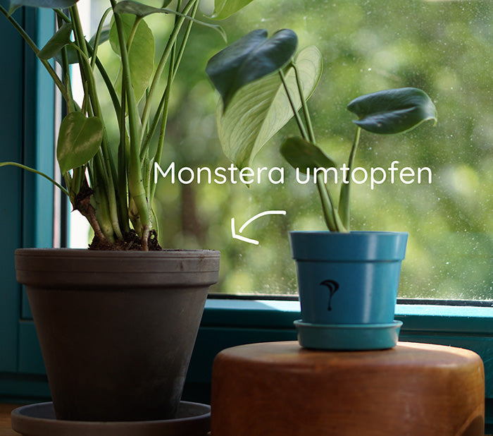 Monstera Umtopfen: Zeitpunkt, Substrat, Luftwurzeln, ...