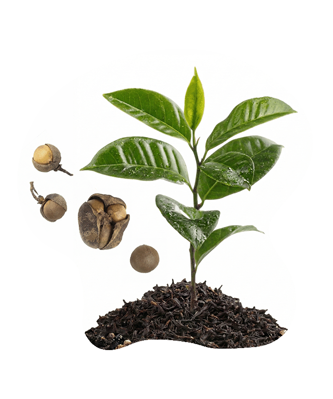 Tee (Camellia sinensis) aus Samen ziehen