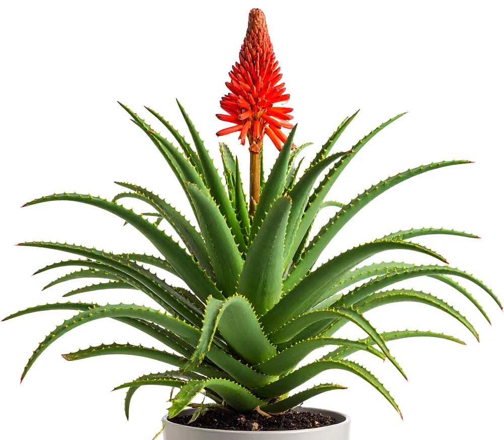 Aloe arborescens: Exotische Heilpflanze selbst aus Samen ziehen