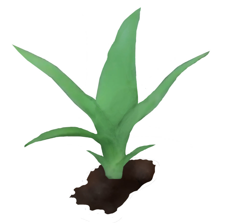 Ananas aus Samen ziehen