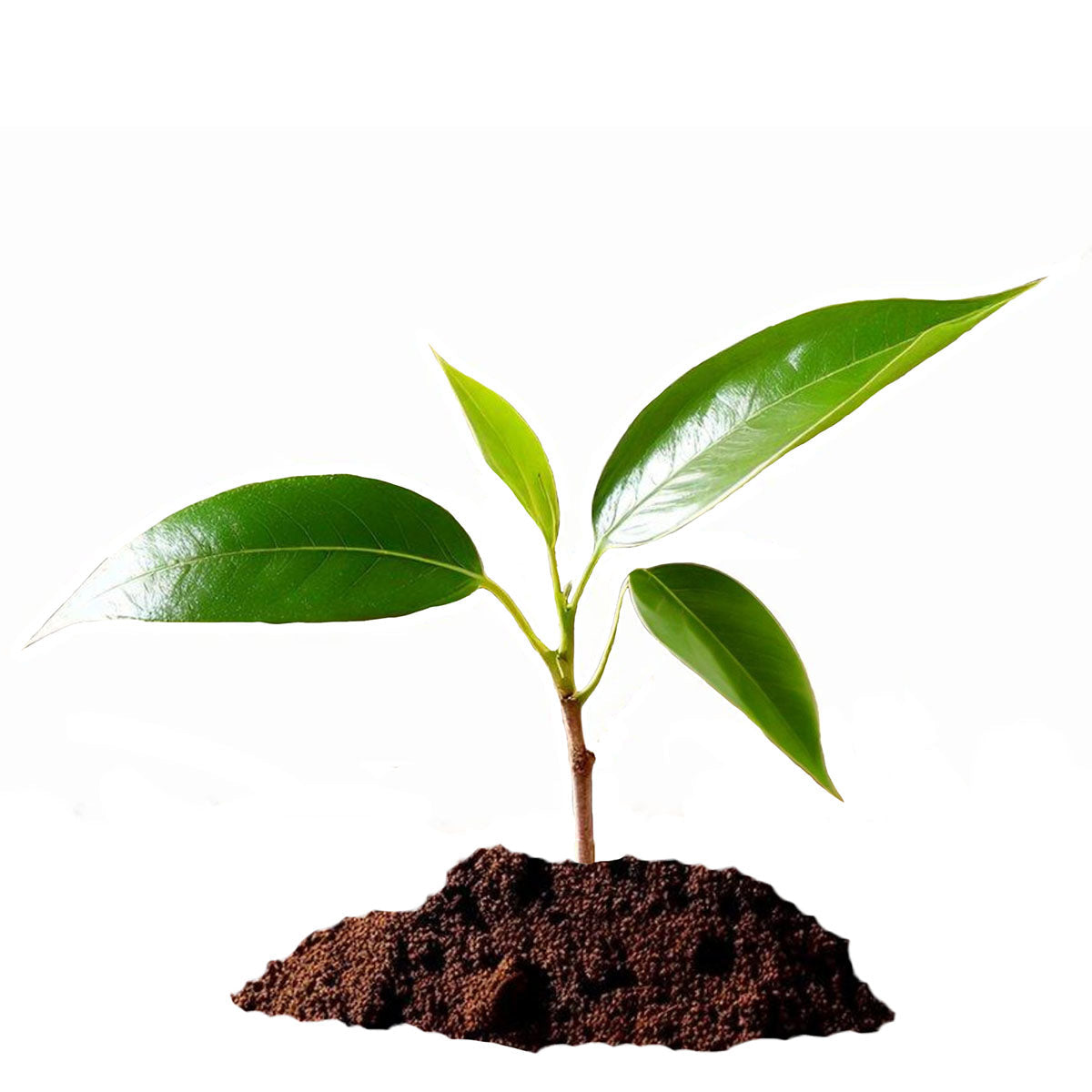 Ficus Benjamina (Birkenfeige) aus Samen ziehen
