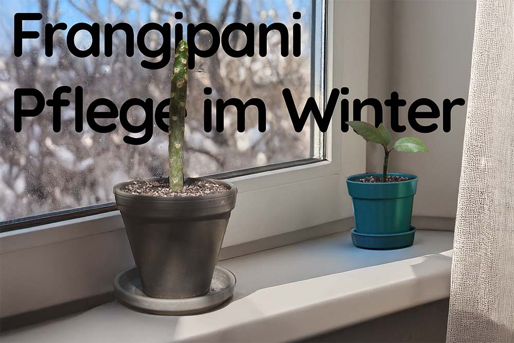 Frangipani im Winter: So bringst du sie sicher durch die kalte Jahreszeit