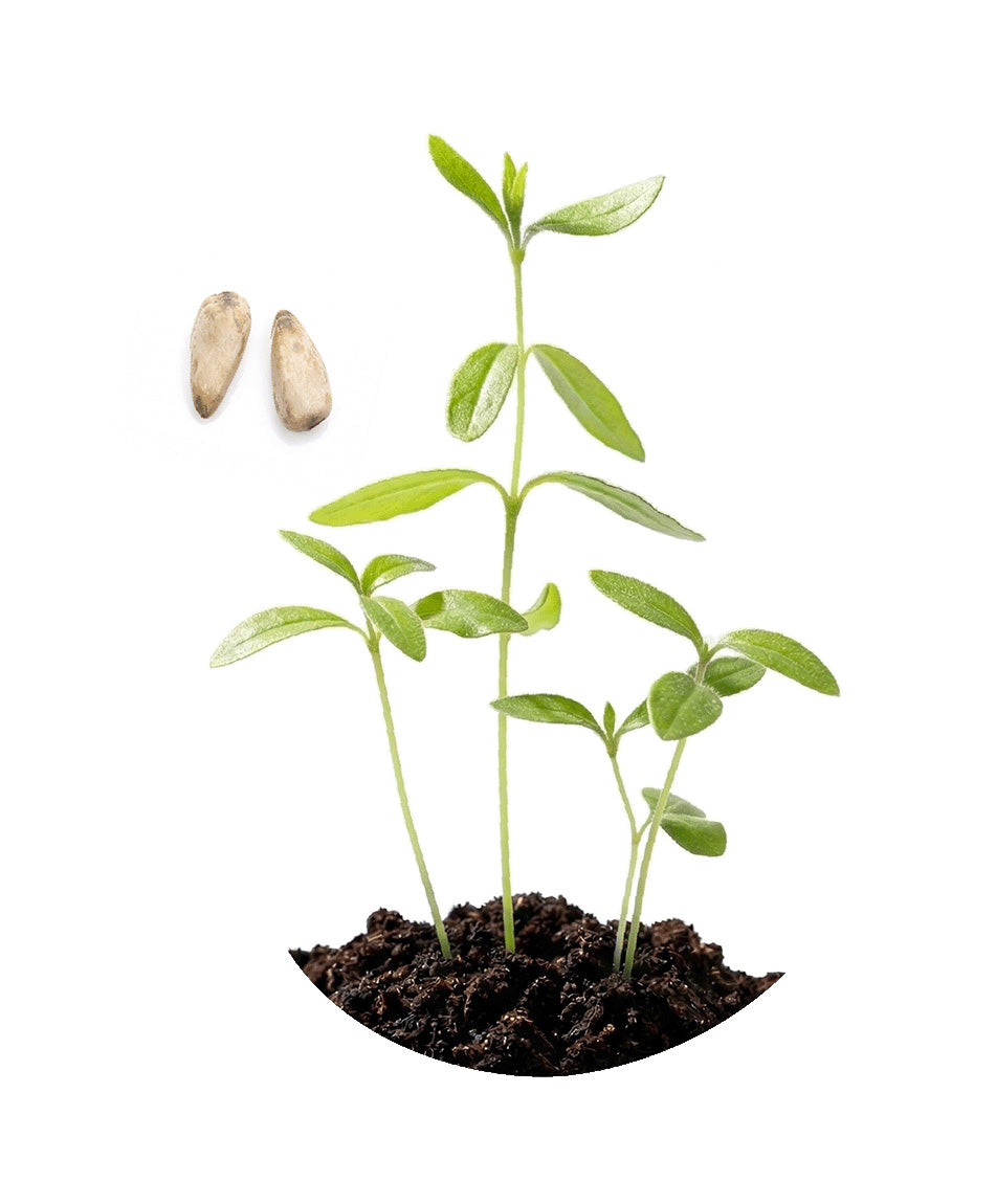 Granatapfel aus Samen ziehen – vom Kern zum kleinen Baum