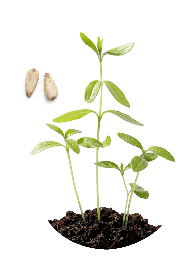 Granatapfel aus Samen ziehen – vom Kern zum kleinen Baum