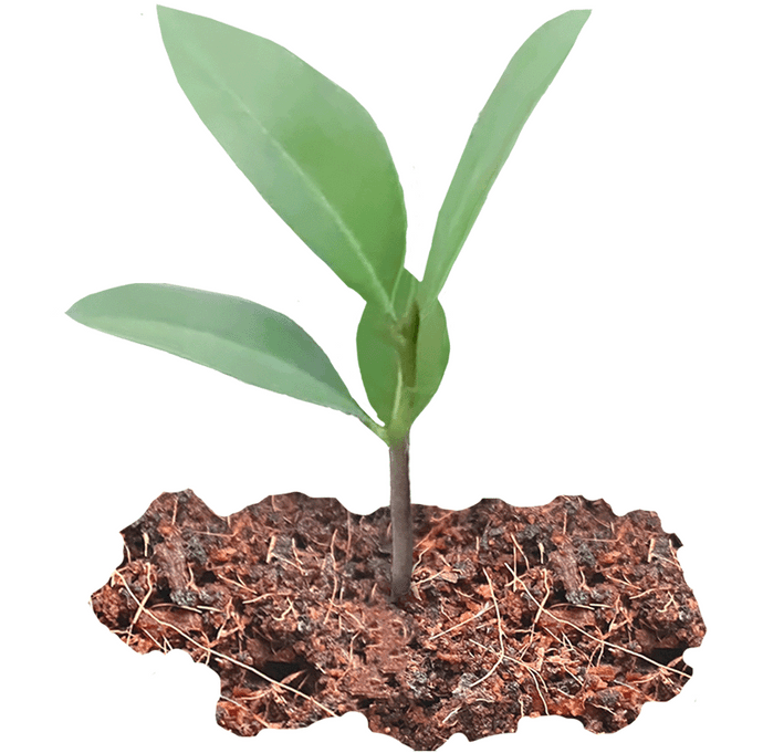 Magnolie (grandiflora) selbst aus Samen ziehen