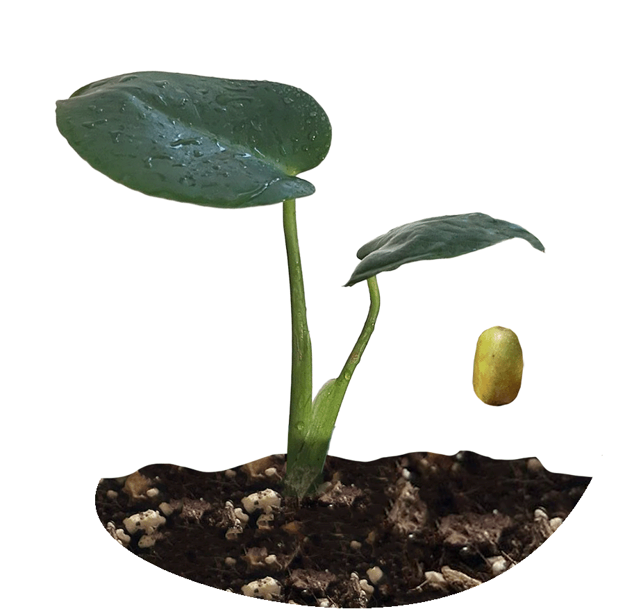 Monstera deliciosa aus Samen ziehen