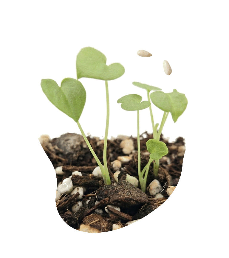 Philodendron aus Samen ziehen