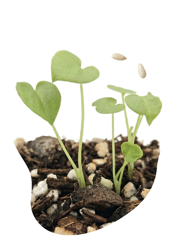 Philodendron aus Samen ziehen