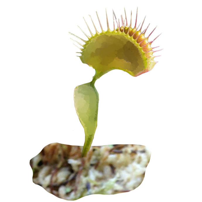 Venusfliegenfallen (Dionaea muscipula) aus Samen ziehen